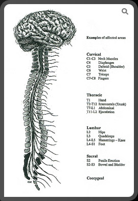 What is a spinal cord injury